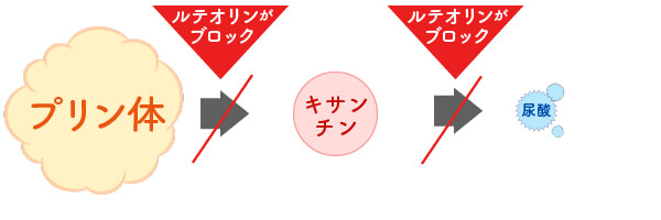 プリン体からキサンチンから尿酸になるのを阻害する